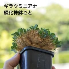綴化 ユーフォルビア ギラウミニアナ 鉢ごと発送 実生株 - メルカリ