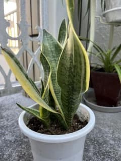 サンスベリア 観葉植物のサムネイル