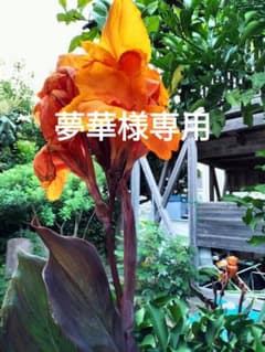 ☆夢華様専用☆☆珍品☆ オレンジ カンナ 銅葉 ＋おまけのサムネイル
