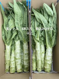 茎レタス　5本入り　箱込み2キロ以上のサムネイル
