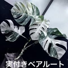斑入りモンステラホワイトタイガー実付き75cm 大型葉 極美株