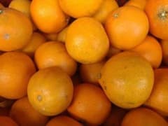 爱媛県产紅まどんな 果冻橙一箱5公斤のサムネイル