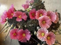 種子】モンソニア ペニクリナ 採れたて種子7個 サルコカウロン