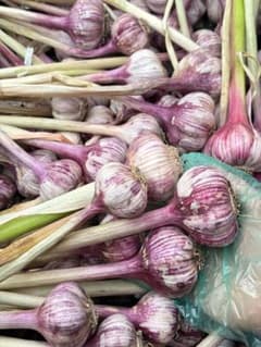 大きい紫にんにく。1キロ。今年の5月収穫した。のサムネイル