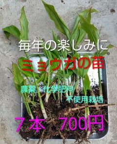 ミョウガの苗 7本のサムネイル