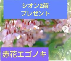 赤花エゴノキ 挿し穂のサムネイル