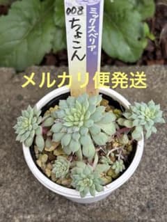 人気 おらいさん苗 ミックスベリア ちょこん 札なし 葉挿し苗 - メルカリ
