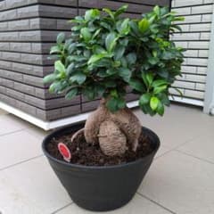 観葉植物　ガジュマル　12号鉢　多幸の木　盆栽 観葉植物 ガジュマル 12号鉢 多幸の木 盆栽 A - メルカリ