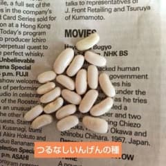 つるなしインゲンの種　３０粒のサムネイル