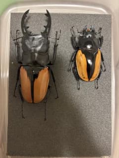 ハイブリッド標本？】ダイオウ&スマトラオオヒラタクワガタ？81