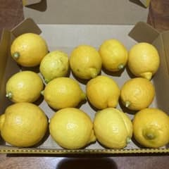 無農薬レモン　②のサムネイル