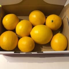 国産レモン　無農薬　1,167gのサムネイル