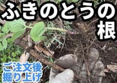 ふきのとう根(葉付きの苗ではありません)ご注文後掘り上げます　おおよそ5本位のサムネイル
