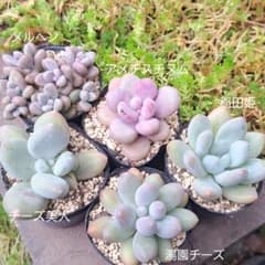 5点 まとめ出品 多肉植物 m14745826864_1.jpg?1718369330