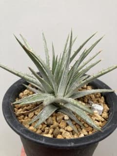 Dyckia sp. (Curvelo MG Brazil) ディッキアクルベロ Dyckia sp. (Curvelo MG Brazil) ディッキアクルベロ - メルカリ