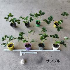 宝交早生　イチゴの抜き苗8株（ボット取り苗）ニンニク1個のサムネイル