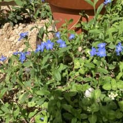青い星形の花のグランドカバー植物 - メルカリ