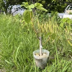 イチジク苗木　Battaglia Green 2年目のサムネイル