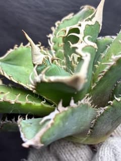 アガベ チタノタ 台湾ホホジロサメ 極上育成株 超レア種 優良血統