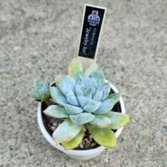 むぎ茶様専用】優木園さん苗 Jewelry ice 札付き 黒札 多肉 - メルカリ