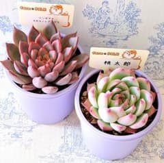 リンゼアナ×カマノイプエブラ桃太郎札付きポットごとファームパルク