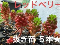 多肉植物♥゛レッドベリー 抜き苗 レッドベリー 抜き苗 5本 - メルカリ