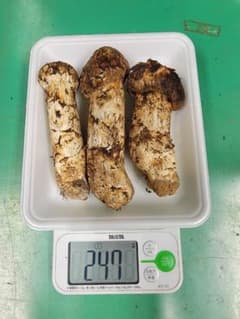 送料込み　岩手県産マツタケ 249gのサムネイル