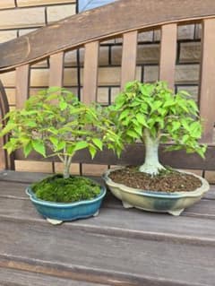 銘木 欅 繰り抜き 盆 捏鉢 二件(A557) CATEGORY 