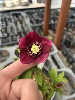 加藤農園 グロッシーカラー グロスレッド交配 クリスマスローズ 同梱