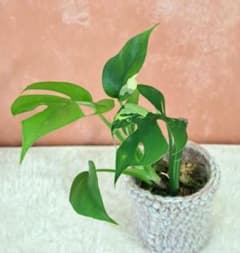 ♡ラフィドフォラ テトラスペルマ パラゴン 斑入り‪♡ ヒメモンステラ‬