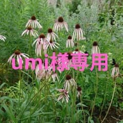エキナセア パリダ 苗オルレア苗のサムネイル