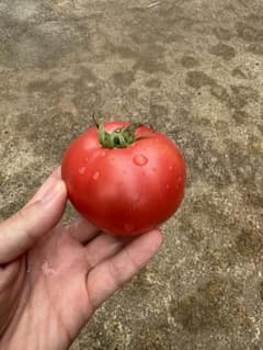 朝採り 新潟県産 桃太郎 トマト 約2kg 産地直送のサムネイル