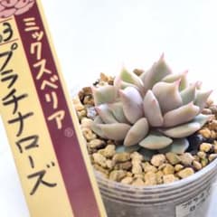 ❤️確認用❤️★F ミックスベリア❤️ウエディングベル❤️抜き苗♪✨メルカリ便✨札なし ミックスベリア ウエディングベル おらいさん 抜き苗 - メルカリ