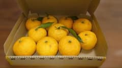 自家栽培の本柚子　約1.2kg(10個) 宅配便コンパクトでお届けのサムネイル