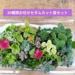20種類お任せセダムカット苗セット - メルカリ
