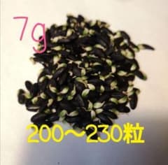 ナナト様　ミモザ(ギンヨウアカシア)の種　7gのサムネイル
