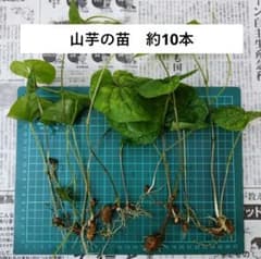 山芋の苗 約10本 - メルカリ
