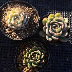 *多肉植物*　野ばらの精　白雪姫　オリビア　抜き苗　3苗セットのサムネイル