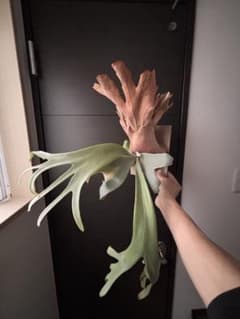 アボカド様専用 P. willinckii 'Cotton Cloud' - メルカリ