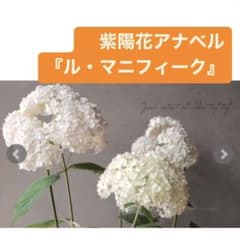花芽あり希少苗 紫陽花アナベル　『ル・マニフィーク』7.5ポットに植えたまま発送のサムネイル