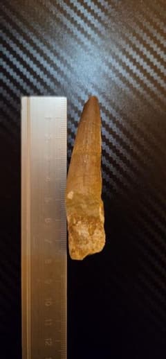 む*ん様 スピノサウルスの歯 化石 本物のサムネイル