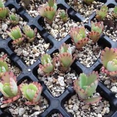 多肉植物✿子宝草 ちびサイズのサムネイル