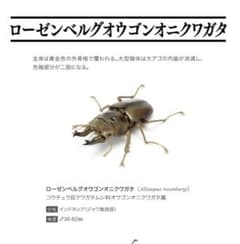新品 いきもの大図鑑 くわがた03 ローゼンベルグオウゴンオニクワガタ(金)のサムネイル