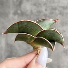 は*す様 S17297☆オークション販売☆ サンスベリア ロリダ 極上美株