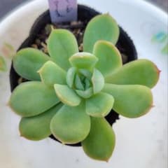 多肉植物　オレンジアイスのサムネイル
