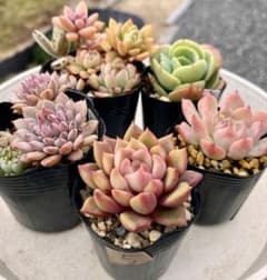 5.多肉植物　多肉セット　寄せ植え　初心者向け　多肉弁当のサムネイル