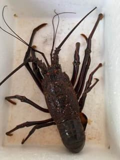 確認用のサムネイル