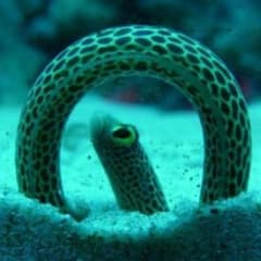 バブールパーツ 専用中のサムネイル