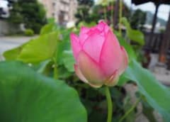 中国古代蓮(ちゅうごくこだいはす)の種３個 来年の発芽用 即決のサムネイル