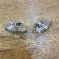 ピケット　ハリーポッター ファンタスティックビースト 魔法生物めじるしガチャのサムネイル